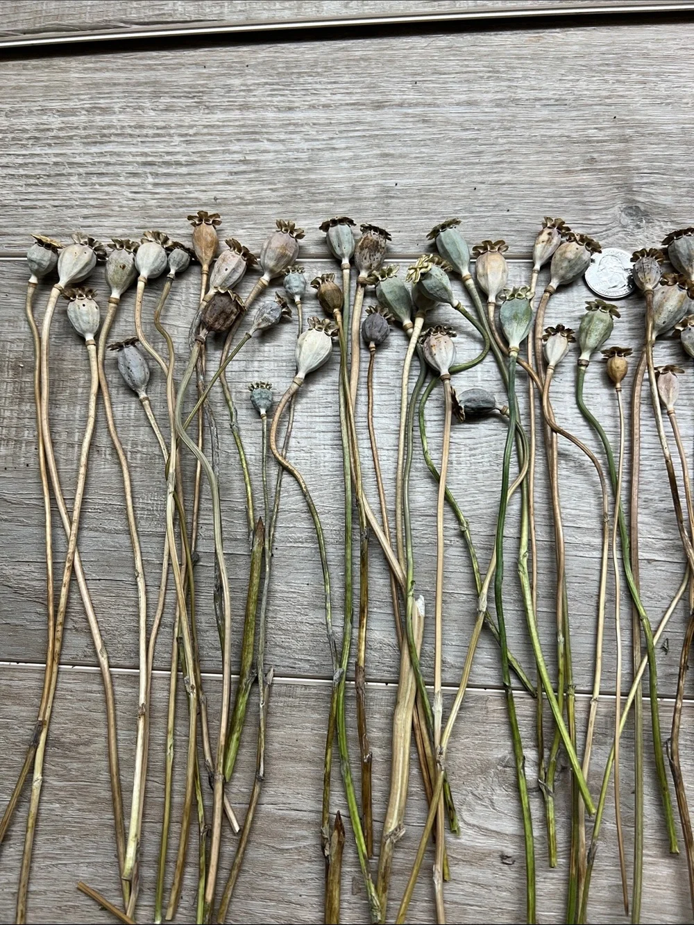 Natural Dried Poppy Pods Stems - Neutral Green-Brown
